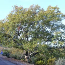 Quercus faginea